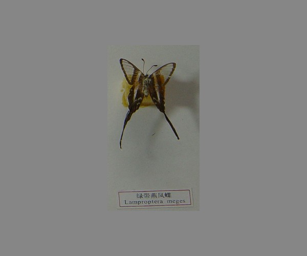 绿带燕凤蝶