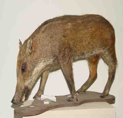 野猪