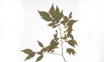 榉树