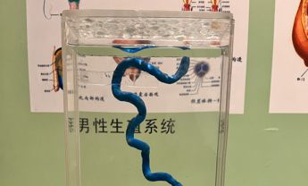 胎盘动脉