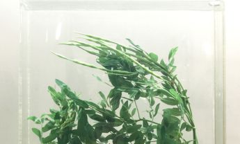 苦参