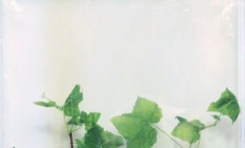 东北茶镳子
