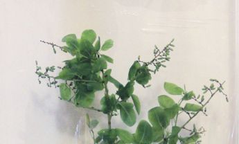 牛鼻栓