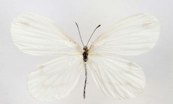 突角小粉蝶