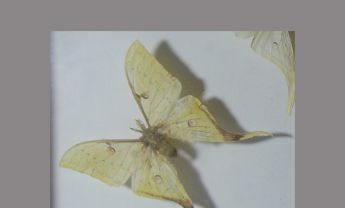 黄尾大蚕蛾