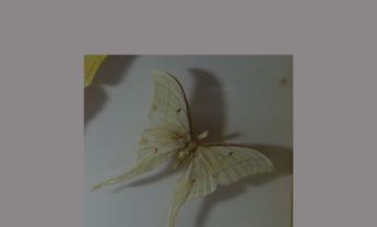 绿尾大蚕蛾