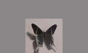蛾