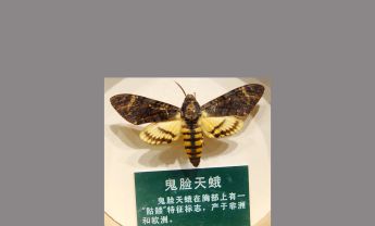 鬼脸天蛾