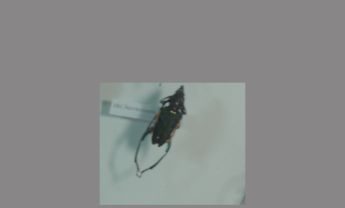 厚天牛