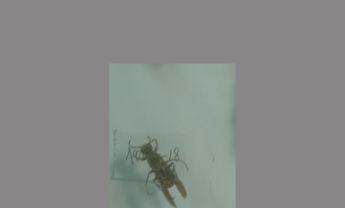 黄长脚蜂