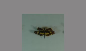 蜻蜓目昆虫