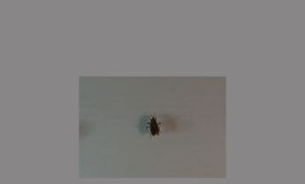 半翅目昆虫