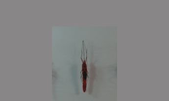 半翅目昆虫
