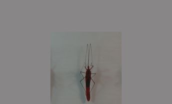 半翅目昆虫