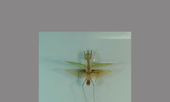 螳螂