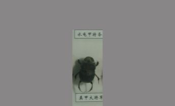 粪甲