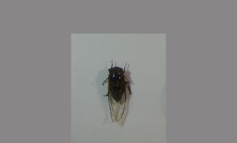 蝉