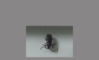 甲虫