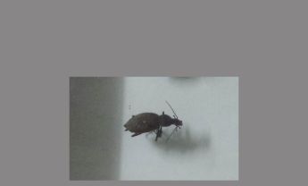甲虫