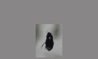 甲虫