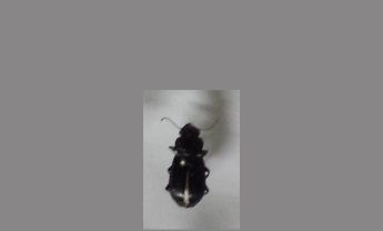 甲虫