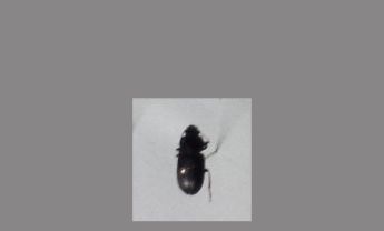 甲虫