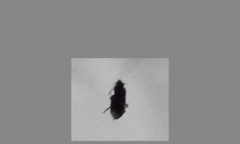 甲虫