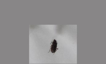 甲虫