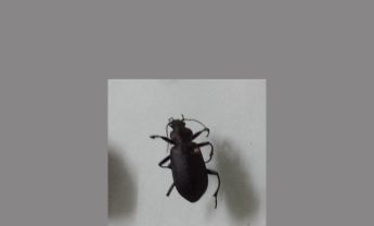 甲虫