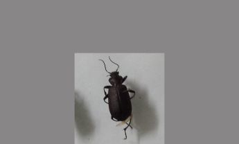 甲虫