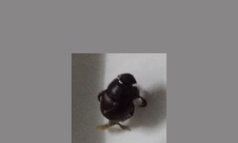 甲虫