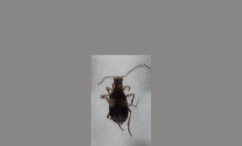 甲虫