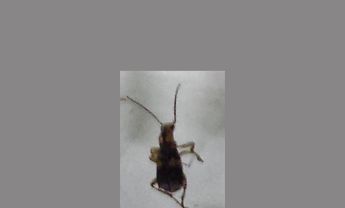 甲虫