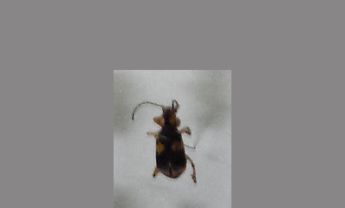 甲虫