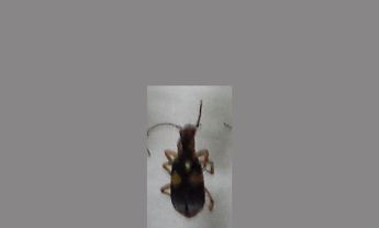 甲虫