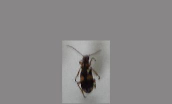甲虫