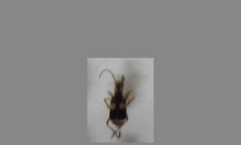 甲虫