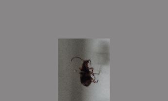 甲虫