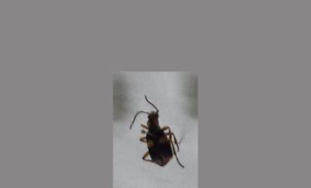 甲虫