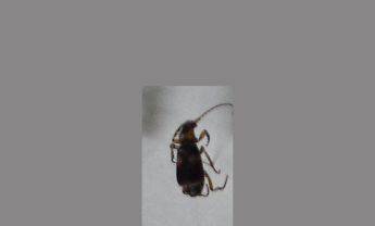 甲虫