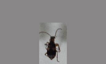 甲虫