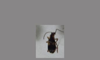 甲虫