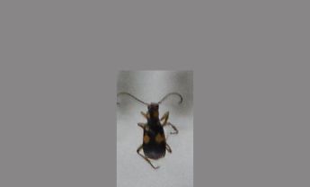 甲虫