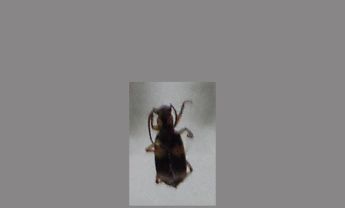 甲虫