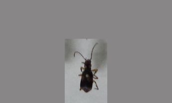 甲虫