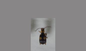 甲虫