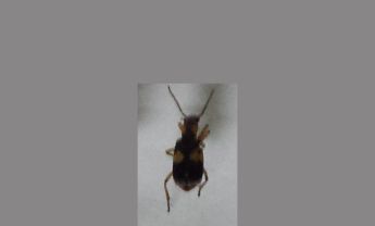 甲虫