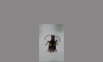 甲虫