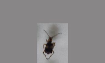 甲虫