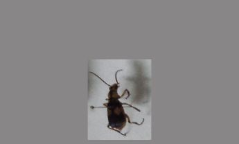 甲虫